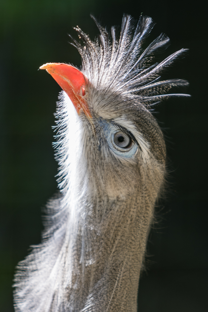 Portrait: Seriema (Schlangenstorch)