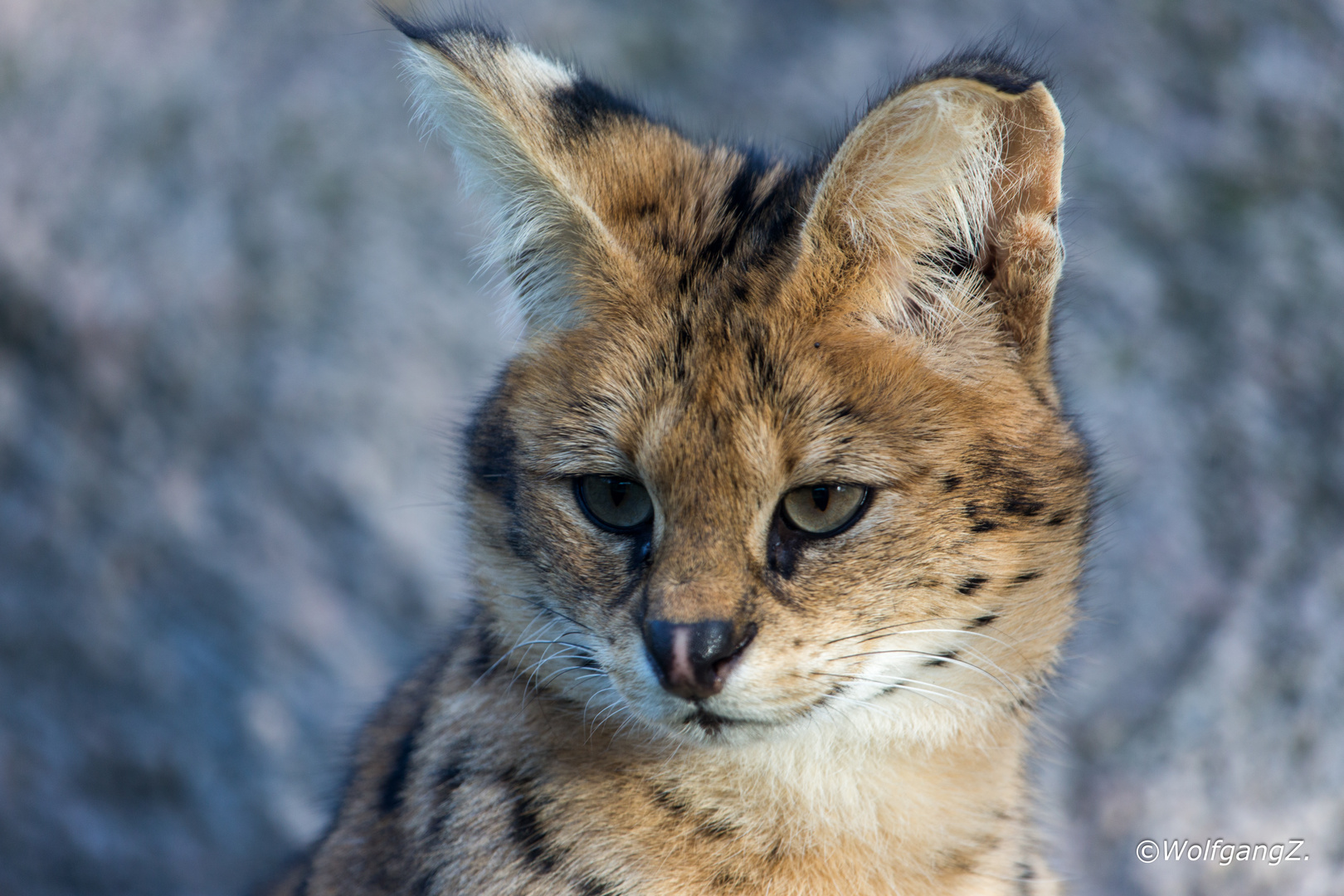 Portrait Serval