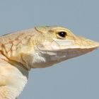 Portrait "shovel-snouted lizard"