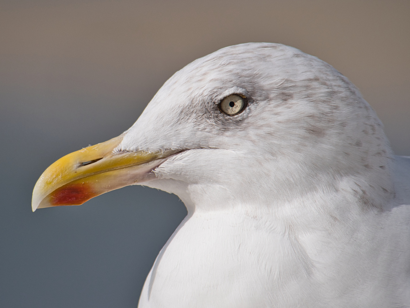 Portrait Silbermöve