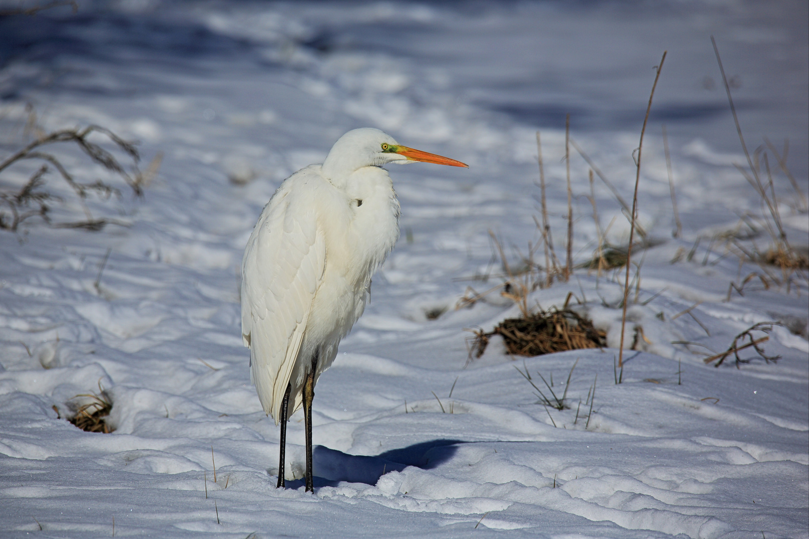 Portrait Silberreiher im Schnee 