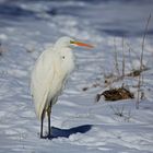 Portrait Silberreiher im Schnee 