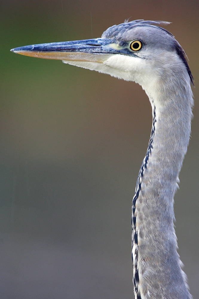 Portrait sous la pluie de midoohan 