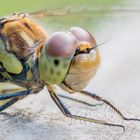 Portrait-Stack einer Heideliibelle