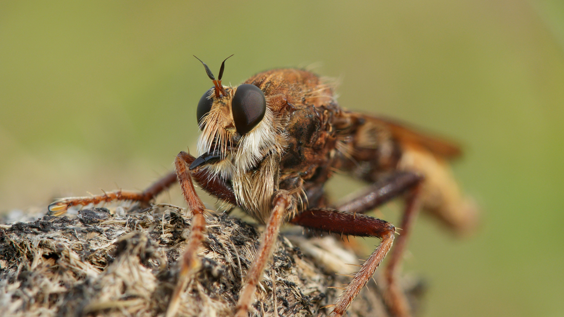 Portrait-Stack einer Hornissenraubfliege