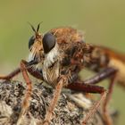 Portrait-Stack einer Hornissenraubfliege