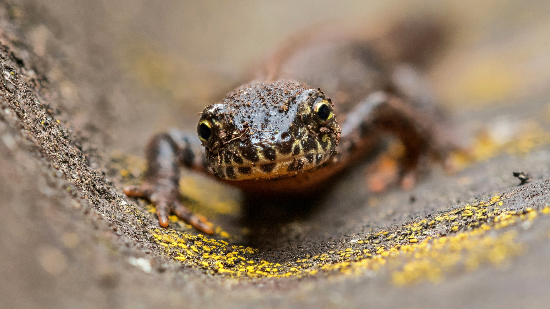 Portrait- Stack vom Bergmolch