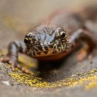 Portrait- Stack vom Bergmolch