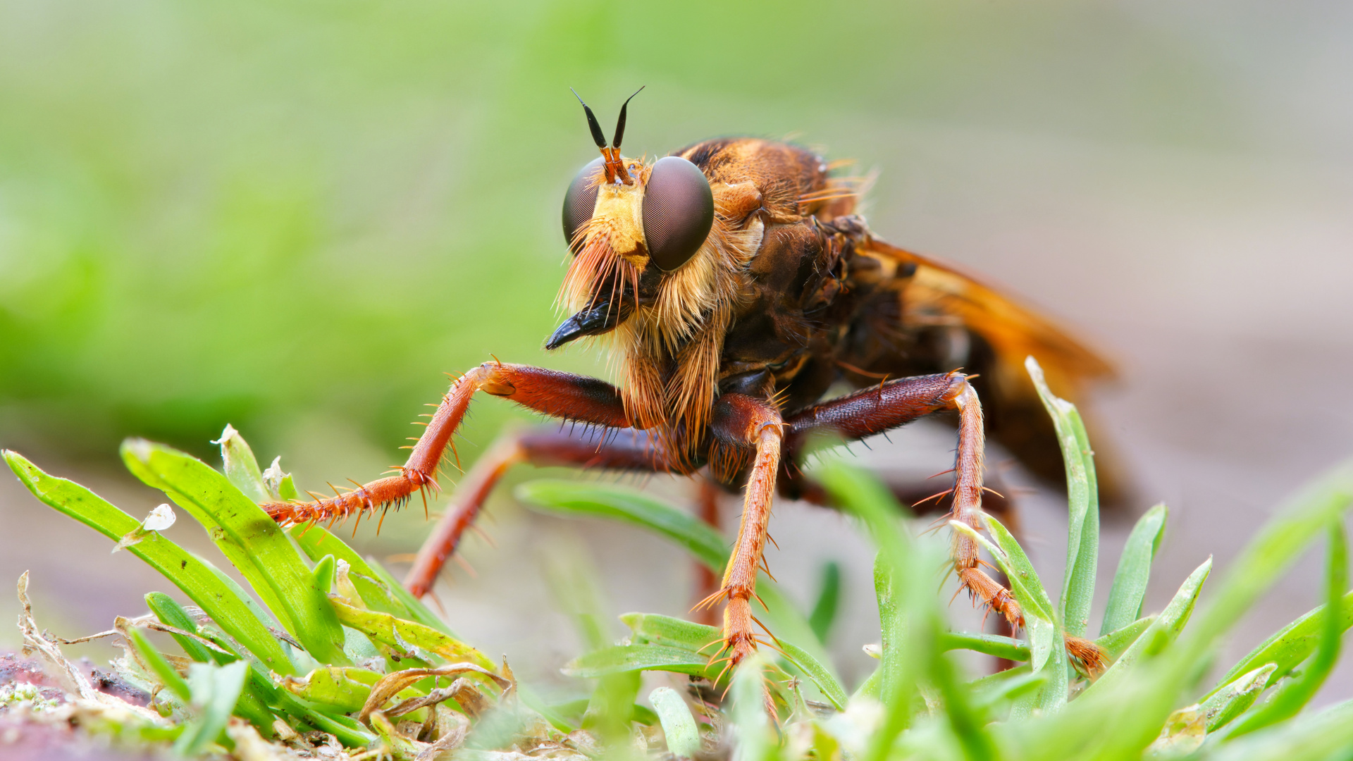 Portrait-Stack vom Weibchen der Hornissen-Raubfliege