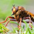 Portrait-Stack vom Weibchen der Hornissen-Raubfliege