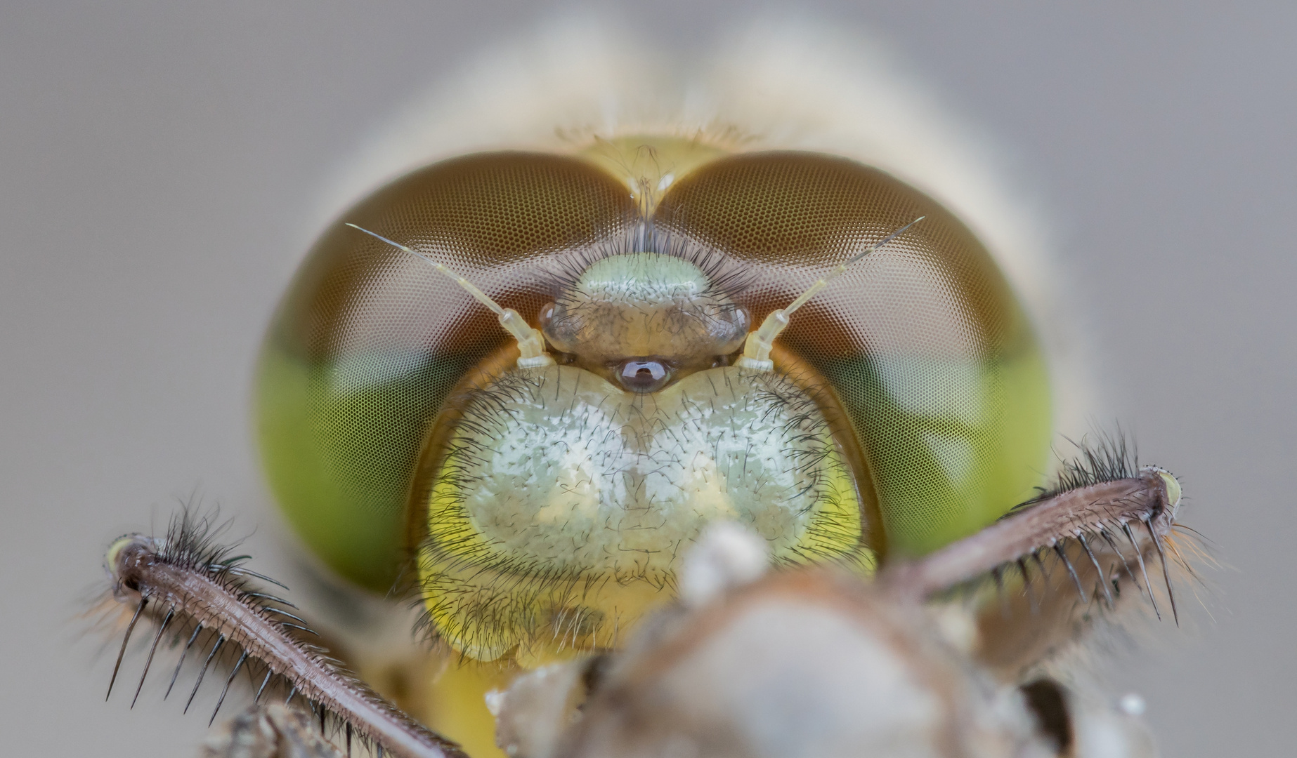 Portrait Stackaufnahme