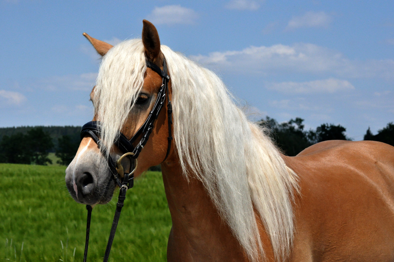 Portrait Starello