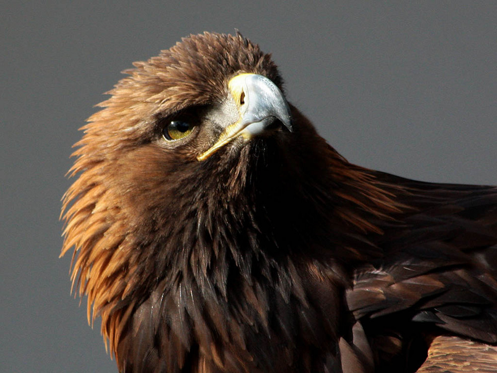 Portrait Steinadler