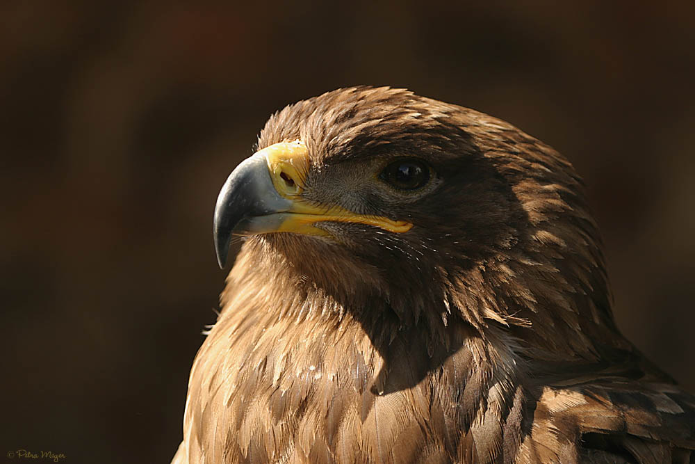 Portrait Steppenadler