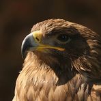 Portrait Steppenadler