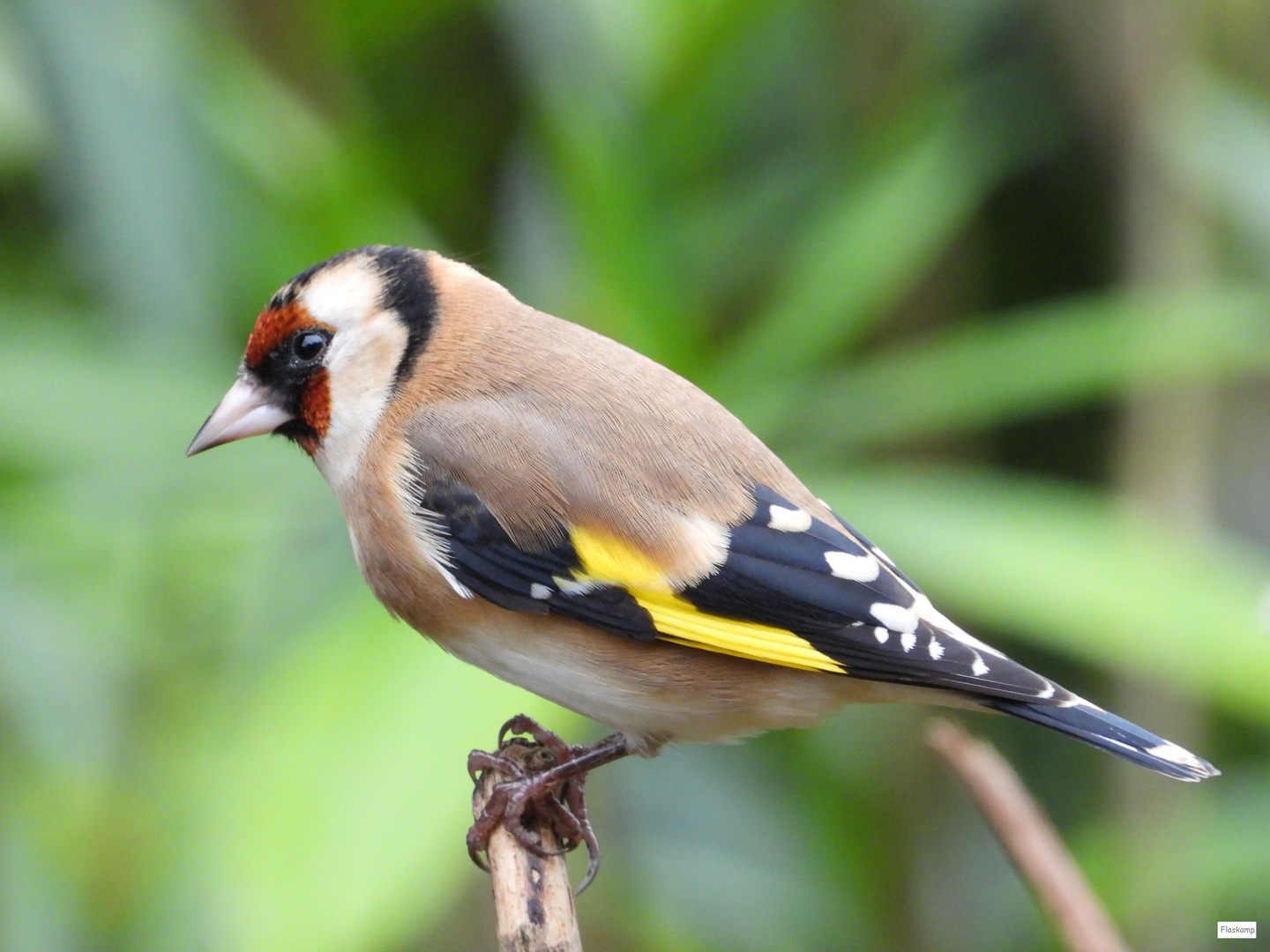 Portrait Stieglitz.. Foto & Bild tiere, wildlife, wild lebende