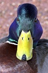 Portrait stockente