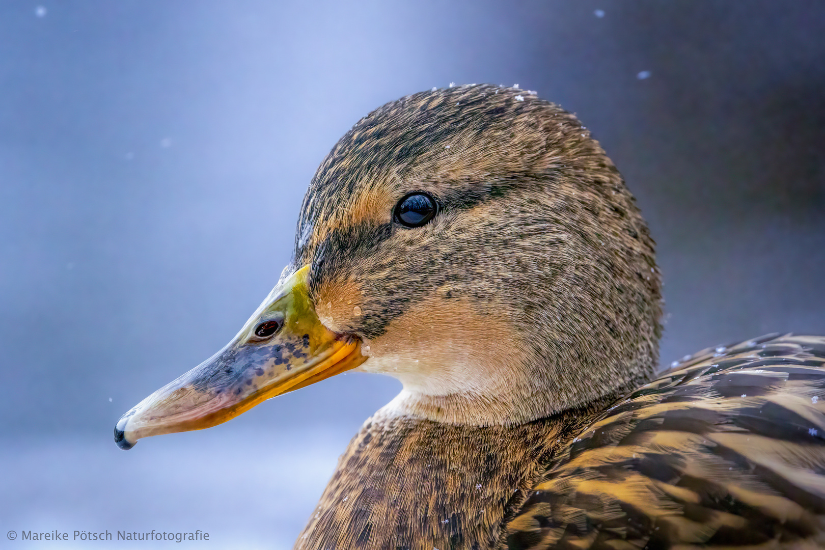 Portrait Stockente (Weibchen)