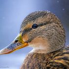 Portrait Stockente (Weibchen)