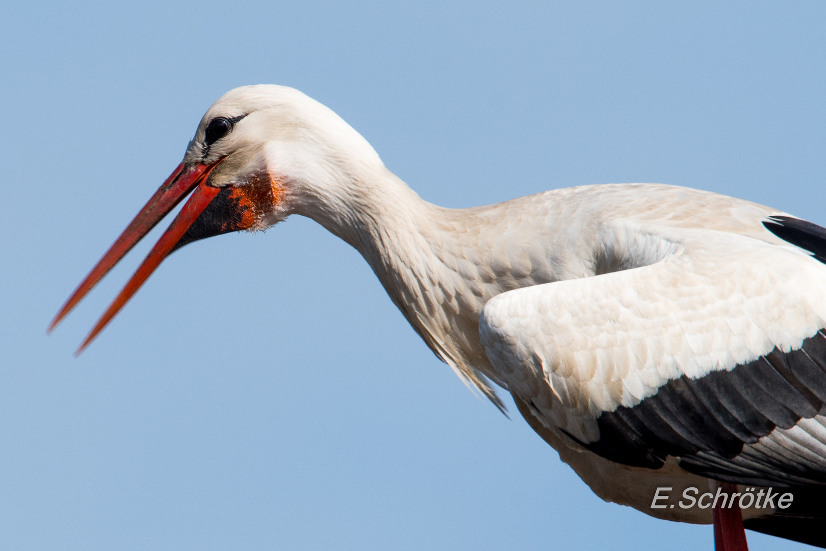 Portrait-Storch