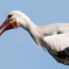 Portrait-Storch