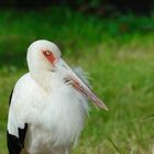 Portrait Storch