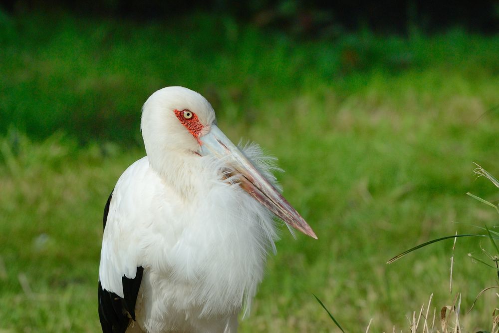 Portrait Storch