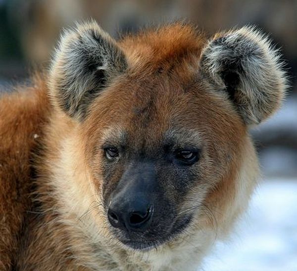 Portrait  Streifenhyäne 