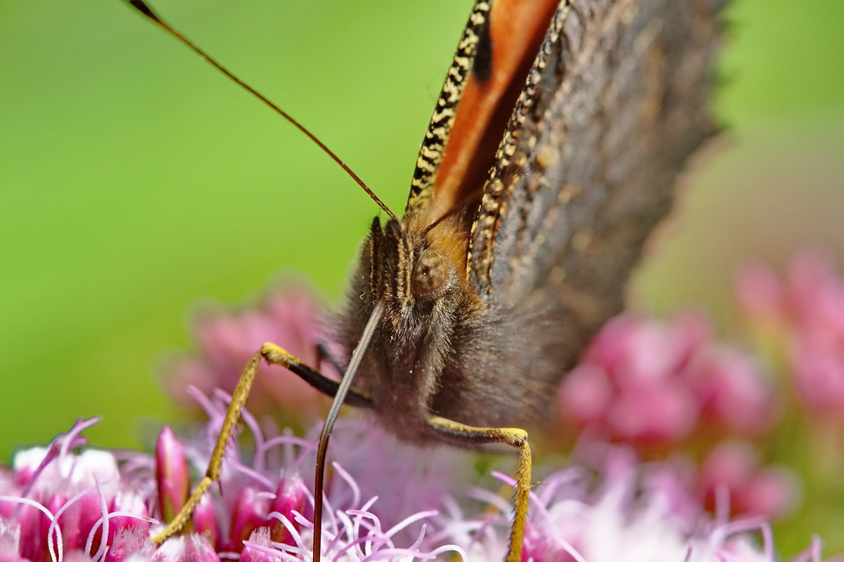 Portrait Tagpfauenauge