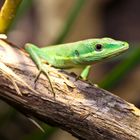 Portrait Takydromus smaragdinus