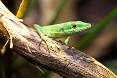 Portrait Takydromus smaragdinus