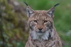 Portrait Termin mit einem Luchs