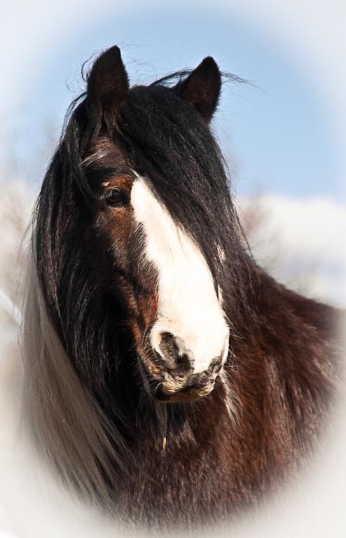 Portrait Terry