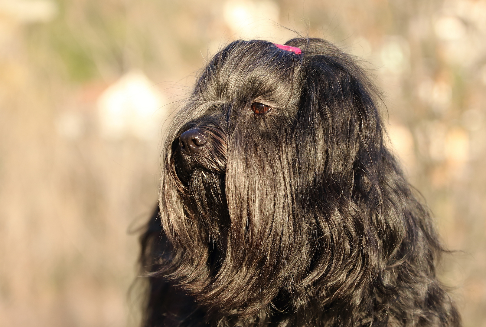 Portrait Tibet-Terrier