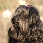 Portrait Tibet-Terrier