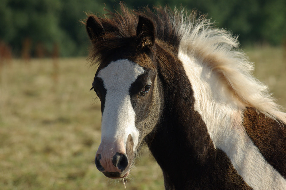 Portrait Tinkerfohlen