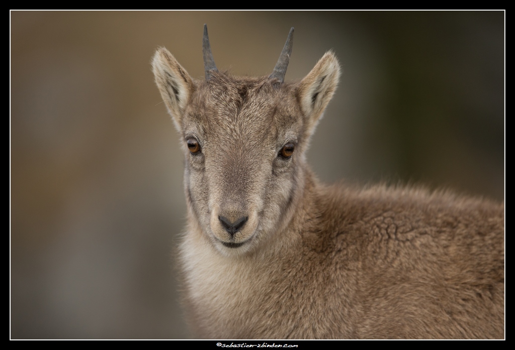 Portrait tout en douceu