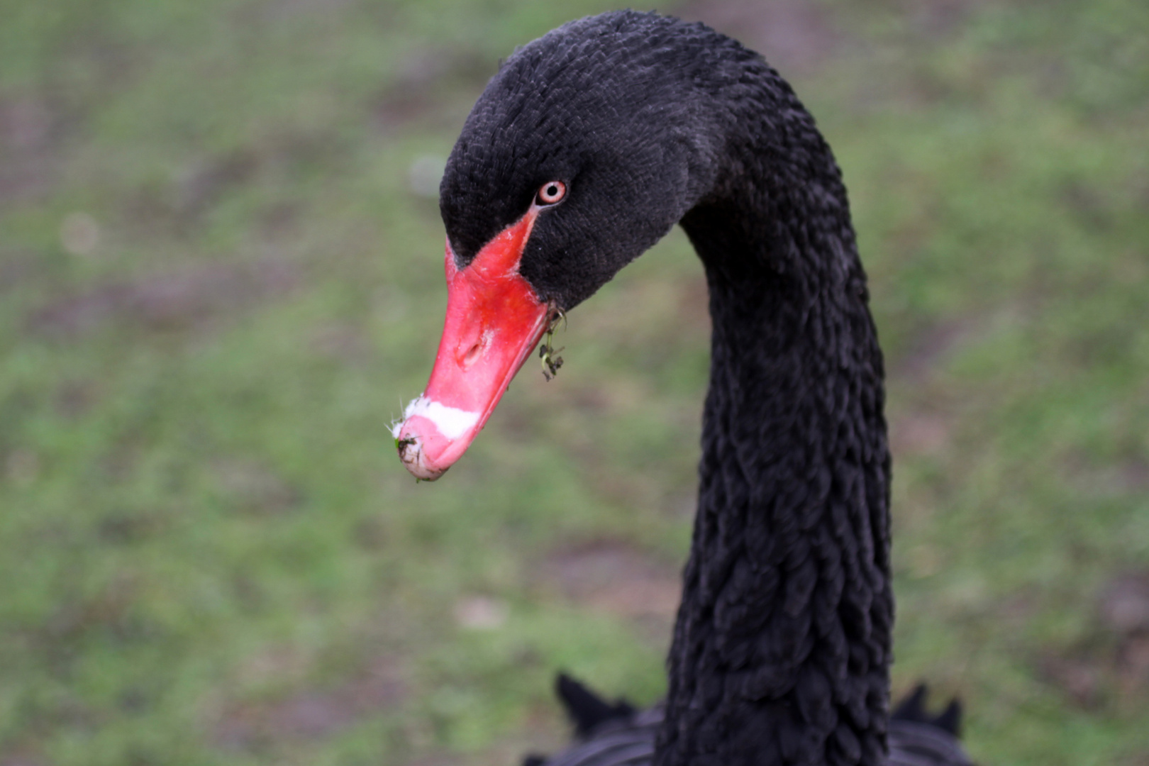 Portrait Trauerschwan