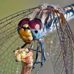 Portrait - Trithemis arteriosa -Weibchen