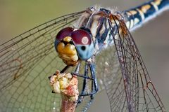 Portrait - Trithemis arteriosa -Weibchen