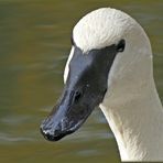  Portrait Trompeterschwan 