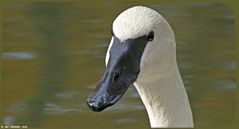  Portrait Trompeterschwan 