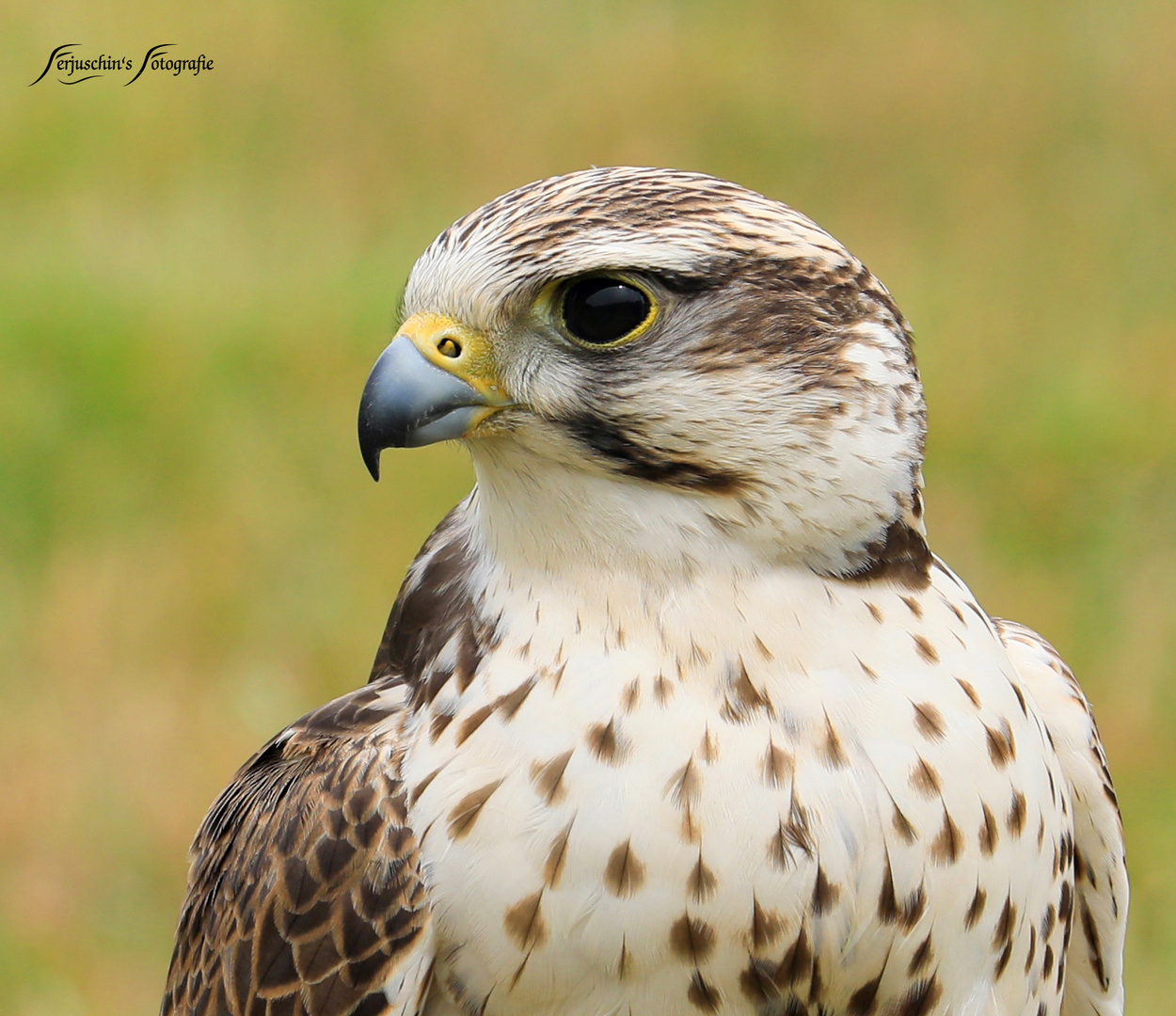 Portrait Turmfalke