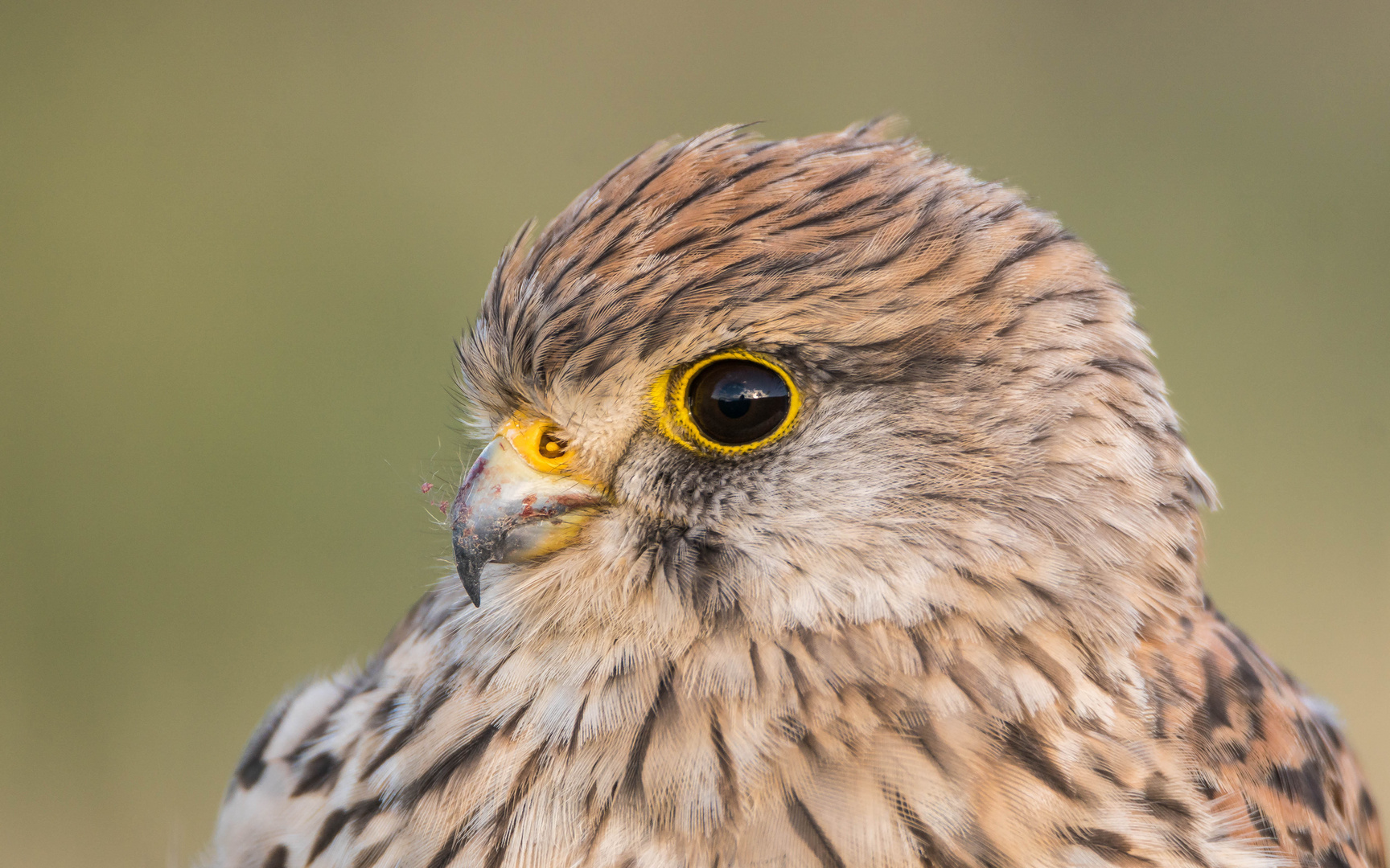 Portrait Turmfalkendame