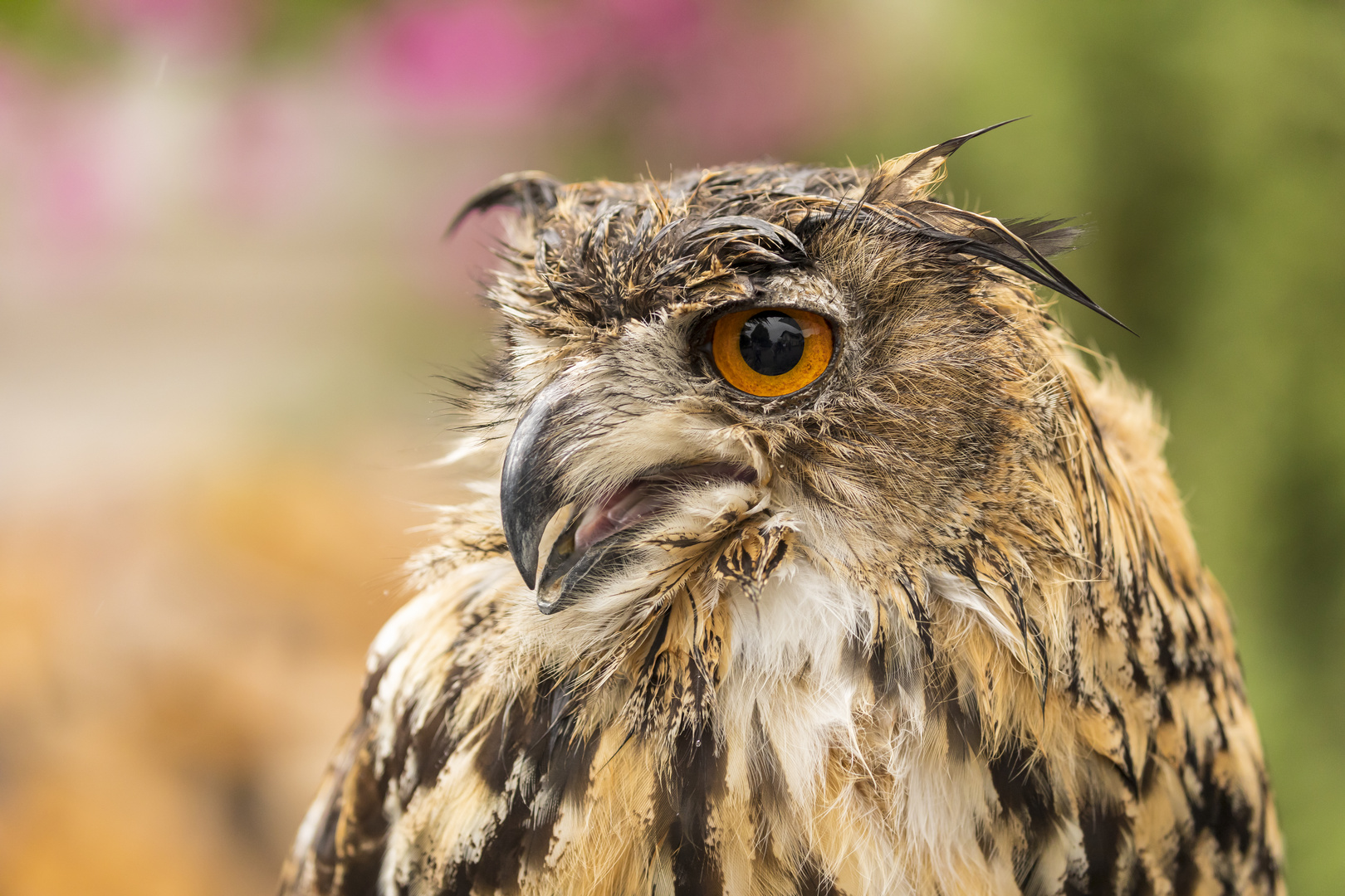 Portrait Uhu (Eule) Foto & Bild tiere, zoo, wildpark & falknerei