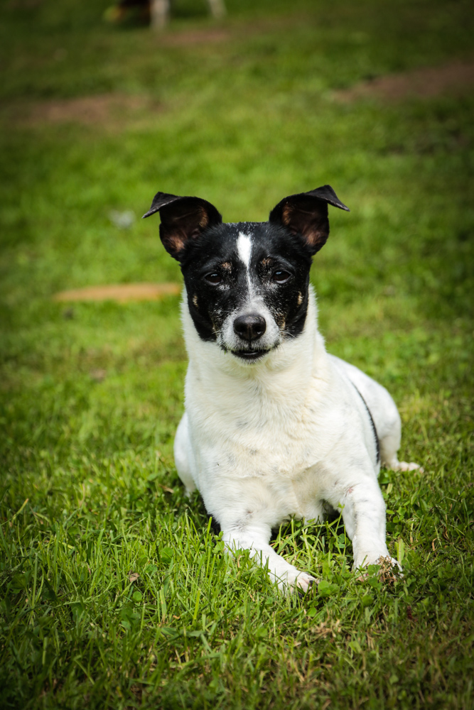 Portrait unserer Jack Russell Hündin "Curly"