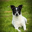 Portrait unserer Jack Russell Hündin "Curly"