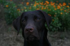 Portrait unseres Labradors