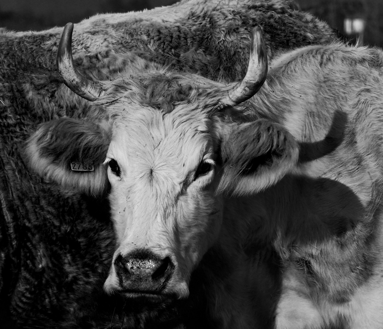 portrait vache