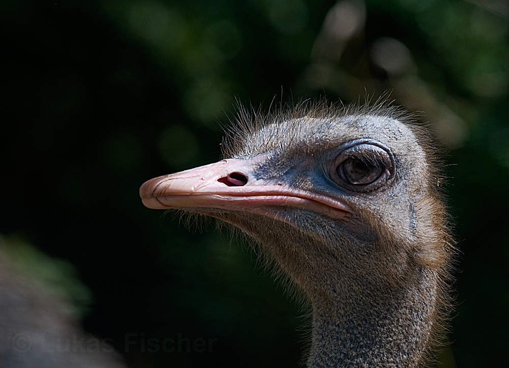 Portrait Vogel Strauss